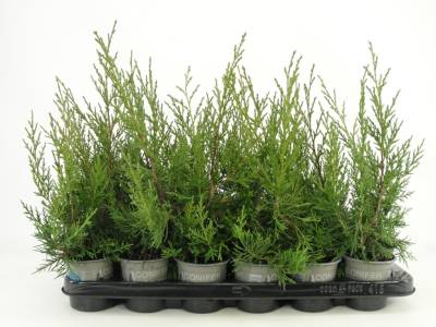 Juniperus chin. 'Keteleeri'