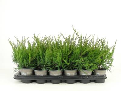 Juniperus pfitz. 'Mint Julep'