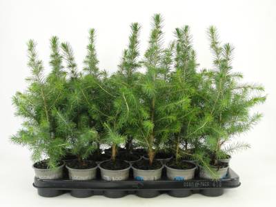 Picea omorika