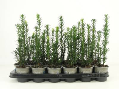 Taxus bacc. 'Black Tower'