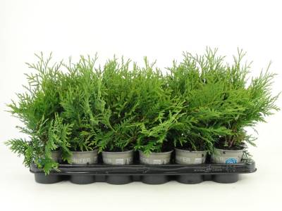 Thuja occ. 'Woodwardii'