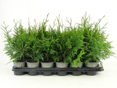 Thuja plic. 'Gelderland'