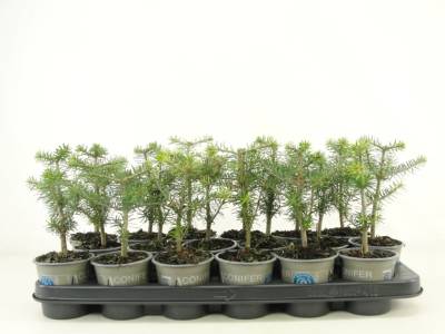 Abies koreana