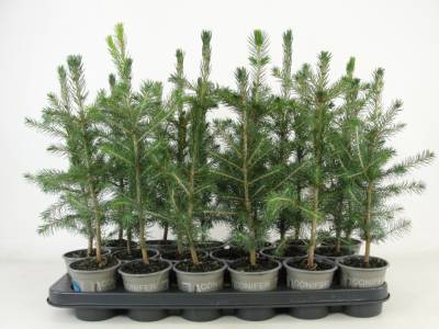 Picea abies