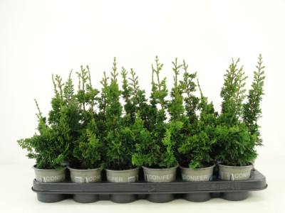 Thuja occ. 'Malonyana Holub'